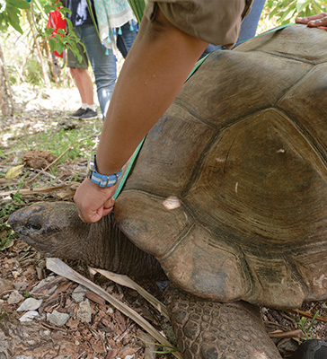 /images/MWF-Tortoise-Large_1.jpg